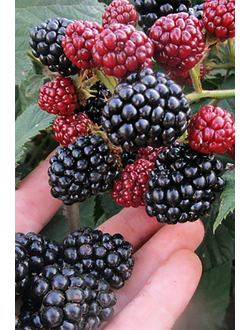 Ежевика  Лох Несс