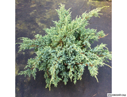 Можжевельник Холгер - Holger