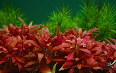 Альтернантера Мини (меристемная)