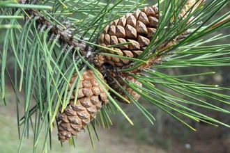 Гидролат Сосна крымская Pinus pallasiana (лапки) 250 мл
