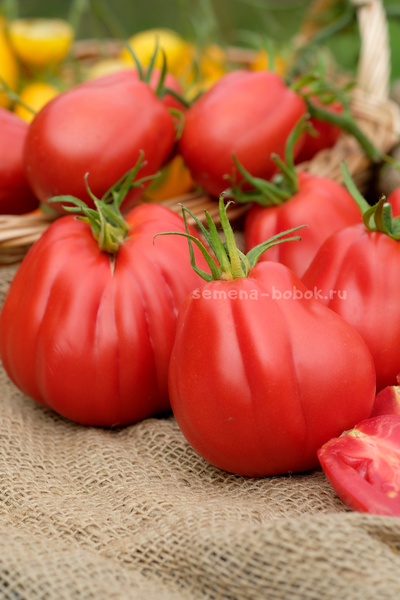 Томат Тюрбан Магриба, 10 шт