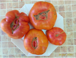 Томат Король Ананас ( King Pineapple, США)