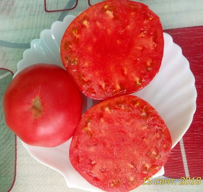 Томат Северюга (усл.)