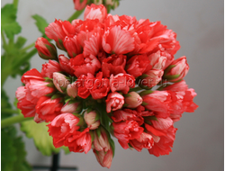 Fringed Patricia Andrea - пеларгония тюльпановидная - описание сорта, фото - купить черенок в Перми