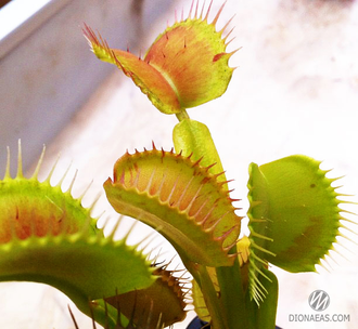 Dionaea muscipula Patches