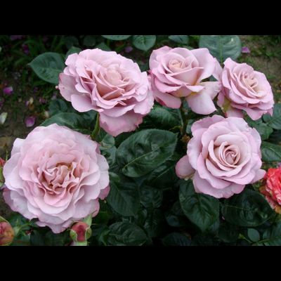 Блю гёрл(Blue girl)