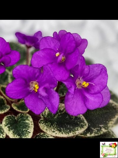 Ness' Tiny Flame (D.Ness)