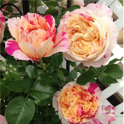 Жули Андрие (Julie Andrieu)