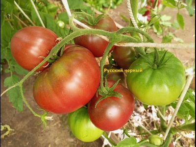 Томат Русский черный (Russian black)