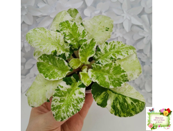 КНН-Крокус химерный спорт по листу