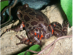 Кассина пятнистая (Kassina maculata)