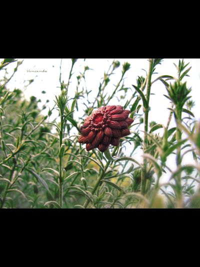 Кольцо-цветок "Рассветный Зачаровник"