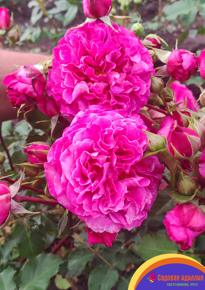 Агнес Шиллингер (Agnes Schillinger)