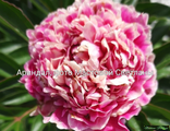 Paeonia Arindal