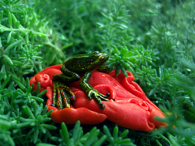 Тропическая лягушка. Необычная брошь с лягушкой - яркое летнее украшение