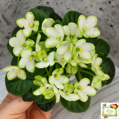 Mac's Misty Meadow (G.McDonald)