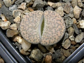 Lithops fulviceps (syn.lydiae) C219 (MG) - 10 семян