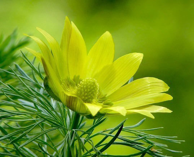 "Серединки/коробочки адониса" Силиконовый молд