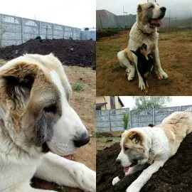 Хозяйка Юлия: Всё супер!