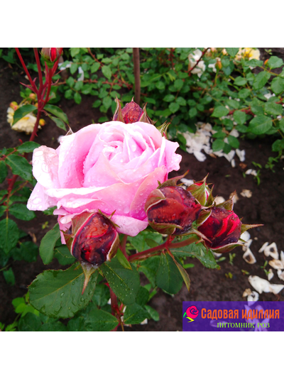 Дитер Мюллер (Dieter Muller)