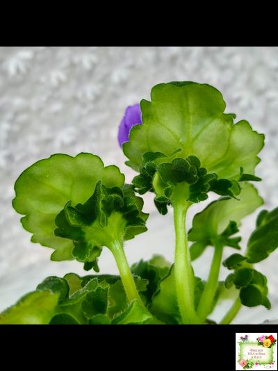 LV-Дудочка и Кувшинчик (Л. Шевелева) 2025 г. трейлер (детка сорт)