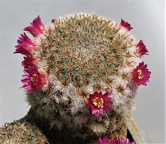 Mammillaria crucigera ssp. tlalocii L 1109