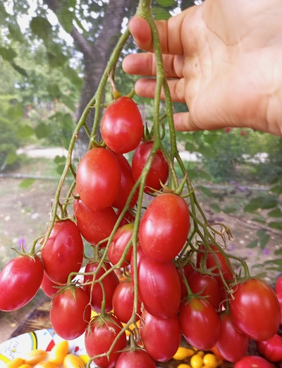 Томат Чио-чио-сан