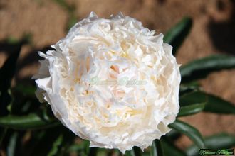 Paeonia Brother Chuck