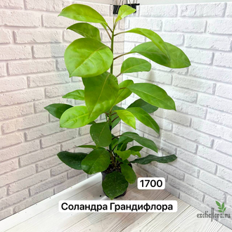 Соландра крупноцветковая / Solandra grandiflora