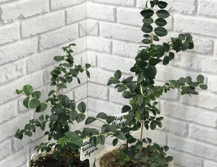 Экзотические растения - Лума ( мирт чилийский )