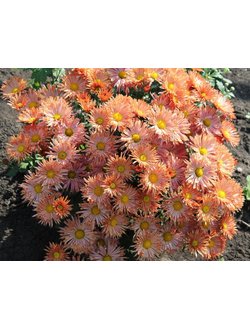 Хризантема корейская Деко