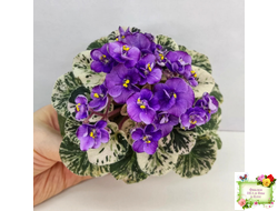 Grog (H.Pittman) (пасынок укоренённый)