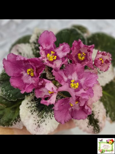 Aftershock (P. Sorano)