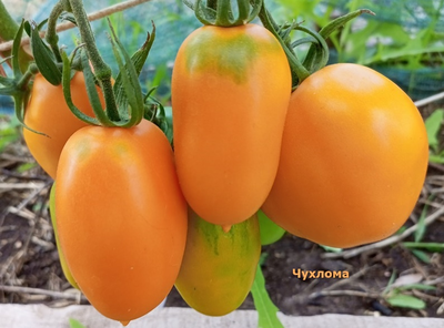 Томат Чухлома