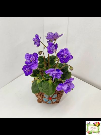 Milady (C.Russell) 01/21/1981 (гёрл-лист)