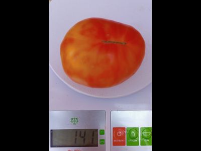 Томат Жёлто розовый жемчуг (Pearl's Yellow Pink, США)