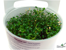 Глоссостигма меристемная