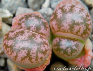 ЛИТОПСЫ семена (Lithops seeds) - Lithops coleorum (Литопс Коулов)