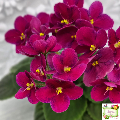 Mac’s Paisley Pattern (G.McDonald)