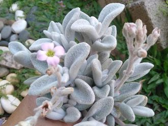 Kalanchoe Eriophylla - Каланхоэ эриофилла, каланхоэ белоснежное, каланхоэ войлочное