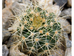 Notocactus corynodes Uruguayan 'Horse Crippler' (D=15-18mm) MG-1052.6