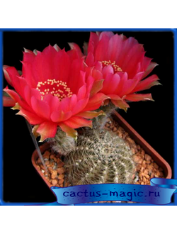 Lobivia haematantha v. rebutioides