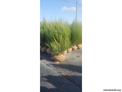 Можжевельник Фишт - Fischt