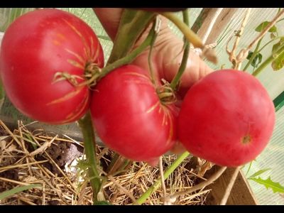 Томат Дедушка Эшлок (Grandfhater Ashlock)