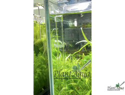 SwetAqua Acrill bottom Pipe 350 - акриловая трубка для кормления донных рыб или креветок.