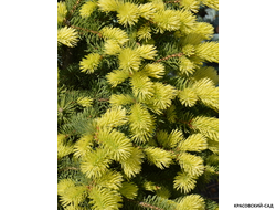 Ель колючая Мейголд - Maigold