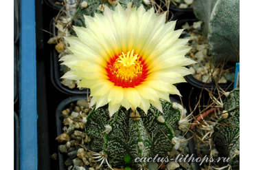 Astrophytum capricorne