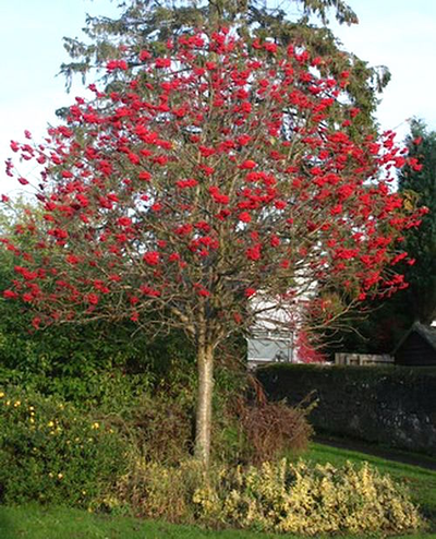 Рябина обыкновенная