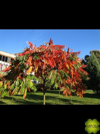 СУМАХ. ЭФФЕКТНАЯ ЛИСТВА И ЦВЕТЕНИЕ