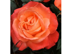 Голд Перл Штейн. Ч/Г